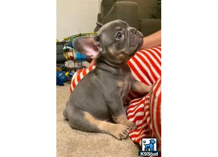 a french bulldog dog sitting on the floor